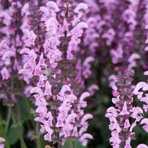 Salvia nemorosa 'Rose Marvel' 9cm/3L