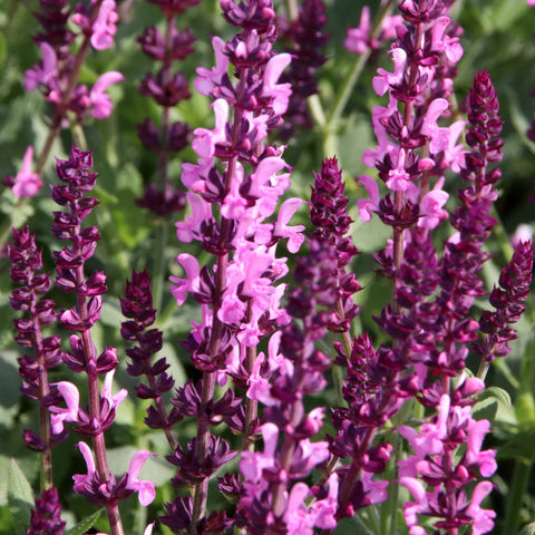 Salvia nemorosa 'Rose Marvel' 9cm/3L