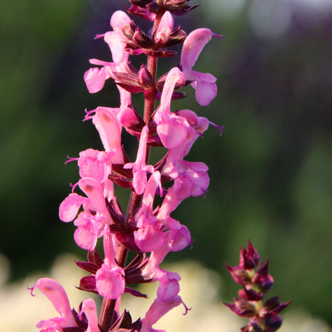 Salvia New Dimensions Rose 9cm/1.5L
