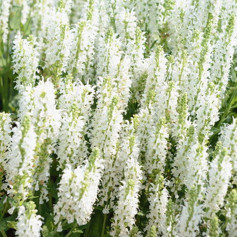 Salvia x superba 'Merleau White' 9 cm 