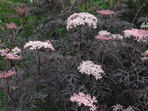 Sambucus nygra 'Black Lace' 9cm / 2L