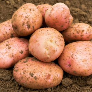 Sarpo Mira Saatkartoffeln 2 kg