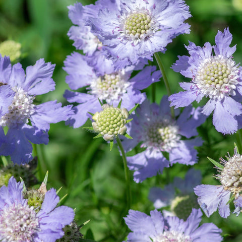 Scabious 'Blue Note' 9cm