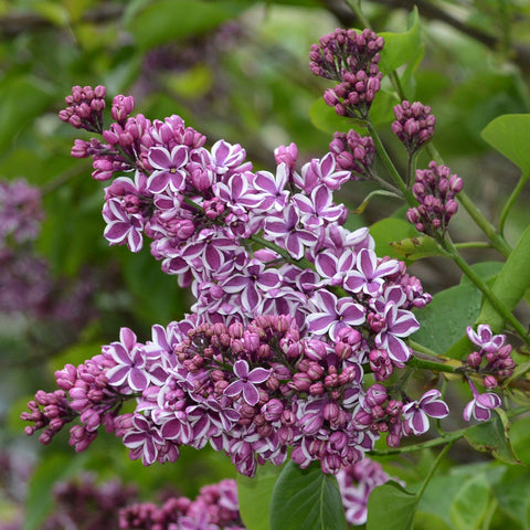 Syringa vulgaris 'Sensation' (Lilac) 2L