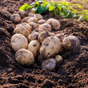 Wilja Saatkartoffeln 2 kg