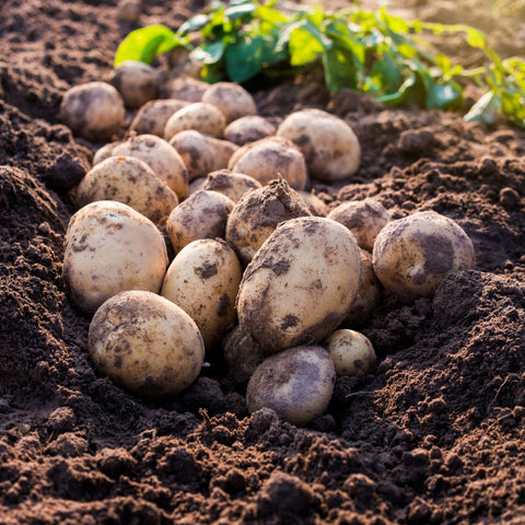 Wilja Saatkartoffeln 2 kg