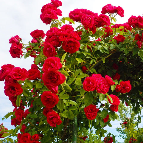 Paul's Scarlet | Kletterrose | 4-Liter-Topfrose