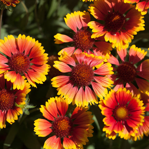 Gaillardia 1,5 l (Unsere Wahl)