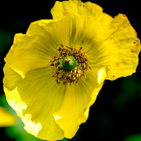 Papaver 'Moondance' 3L