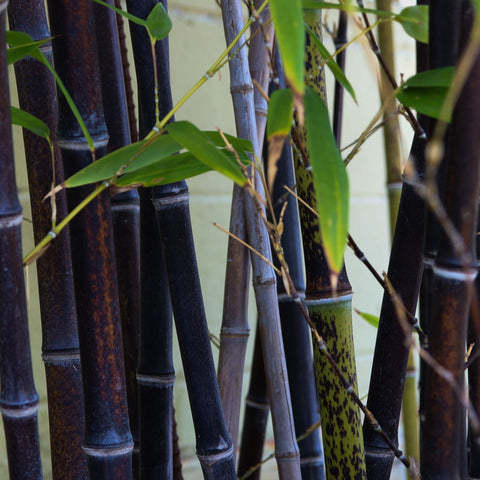 Phyllostachys nigra | Schwarzer Bambus 80-90 cm (Mengenrabatt)
