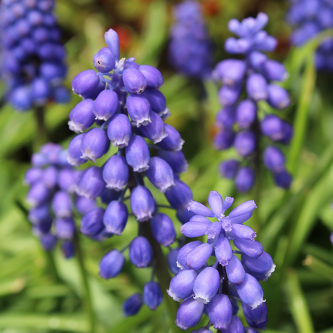 Muscari Blue Blends (40 Zwiebeln) 