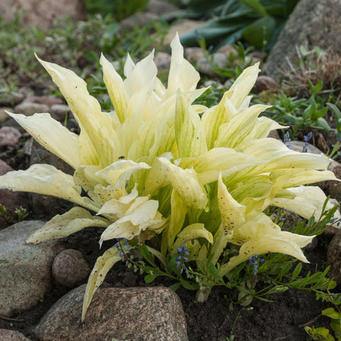 Hosta 'White Feather 2L