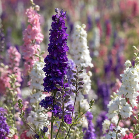 Delphinium pacific Hybrids Mixed 9cm