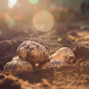 Foremost Seed Potatoes 2KG