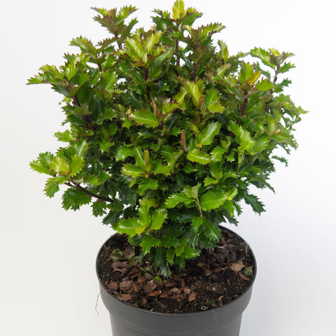 Ilex meserveae 'Little Rascal' Holly 2L