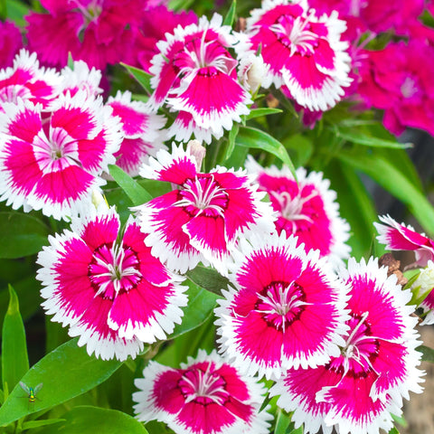 Dianthus 'Barbatus' 1,5L