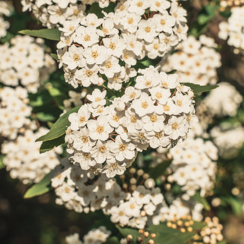 Viburnum tinus 2L / 5L