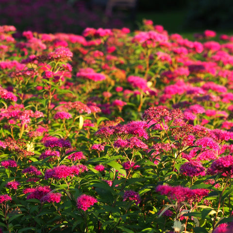 Spiraea japonica 'Anthony Waterer' 2L