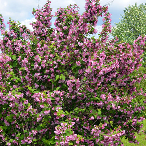 Syringa vulgaris (étiquette perdue) 5L