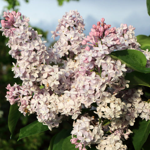 Syringa vulgaris 'Katherine Havemeyer' (Flieder) 2L