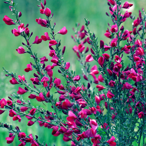Cytisus x boskoopii 'Boskoop Ruby' 1,5L