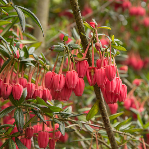 Crinodendron hookerianum 3L (60-70cm)