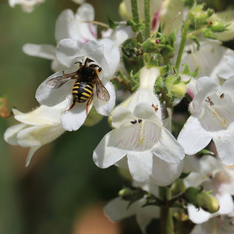 Penstemon 'Snow Storm' 9 cm 