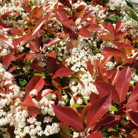 Photinia 'Red Robin' on frame 5ft / 6ft (Metal Frame)