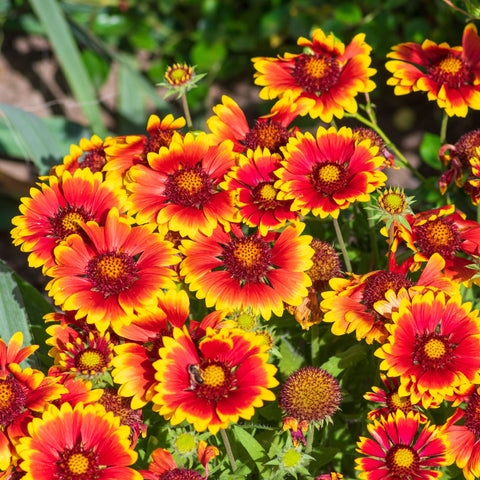 Gaillardia aristata 'Sunrita' Rot Gelbe Spitze 9 cm