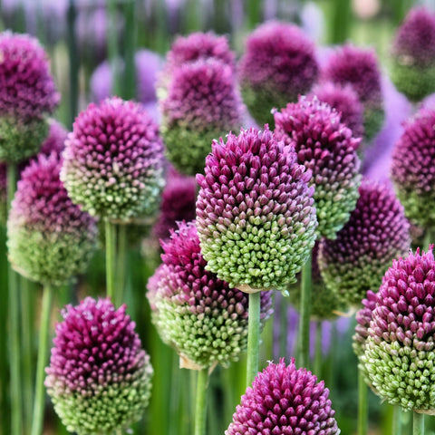 Allium sphaerocephalon