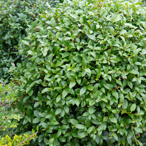 Osmanthus burkwoodii Kugel 10L (35-45cm Durchmesser)
