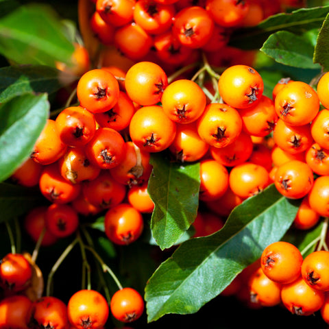 Pyracantha coccinea 'Orange Glow' 1L/2L