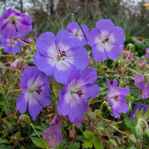 Geranie 'Azure Rush' 3L