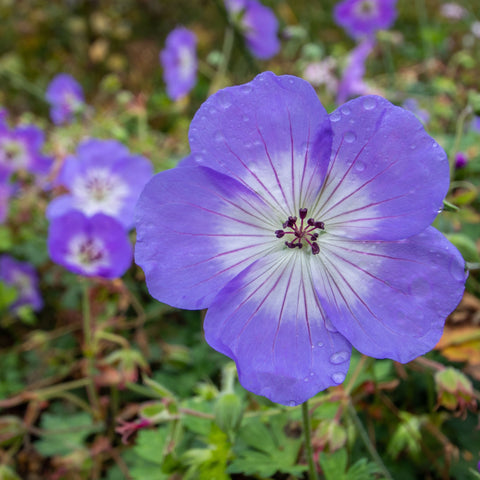 Geranie 'Azure Rush' 3L