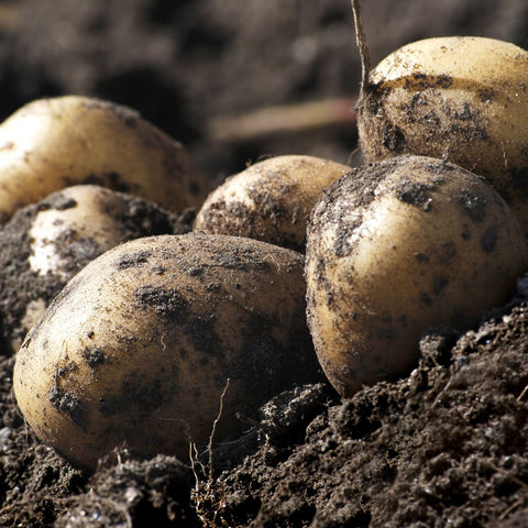 Winston Seed Potatoes 2KG