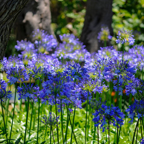 Schmucklilie 'Blue Umbrella' 9 cm / 2 l