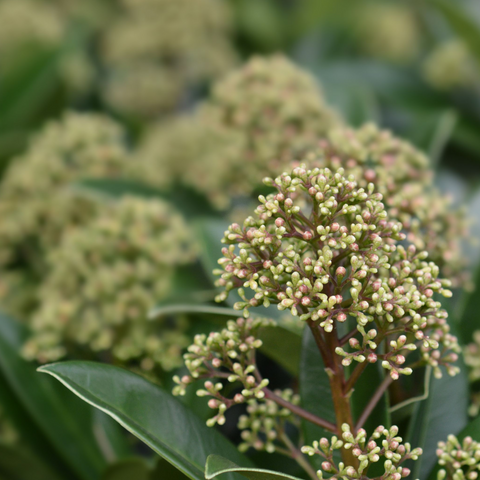 Skimmia japonica 'Finchy' 10,5 cm / 2 l / 5 l