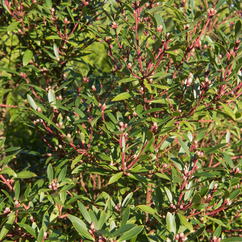 Drimys aromatica 3L