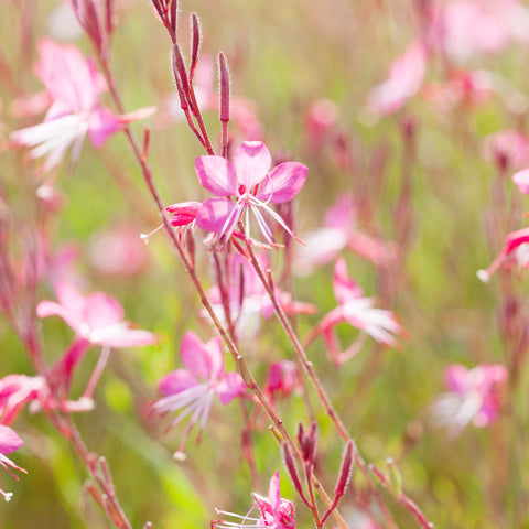 4 rosa blühende Stauden – 9-cm-Töpfe