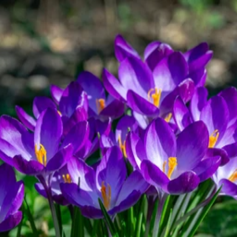 Crocus d'espèce 'Ruby Giant' (12 bulbes)