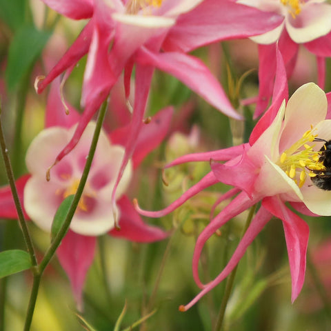 Aquilegia 'Rose and Ivory' 