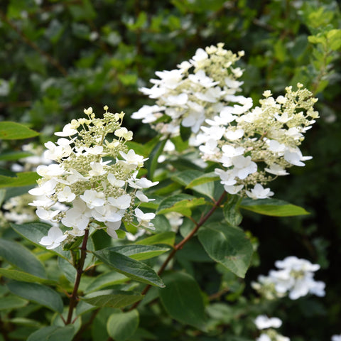 Hydrangea paniculata 'Unique' 1L (30-40cm inkl. Topf)