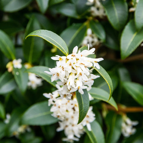 Osmanthus burkwoodii Kugel 10L (35-45cm Durchmesser)