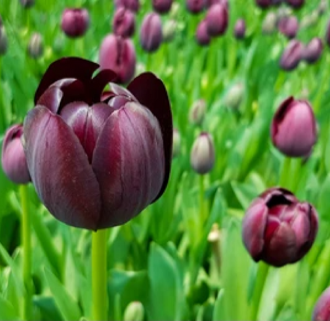 Tulpe 'Königin der Nacht' (5 Zwiebeln)