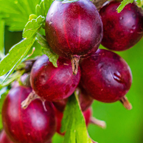 Stachelbeere 'Ribes' Hinnonmaki Rute 2L /4L