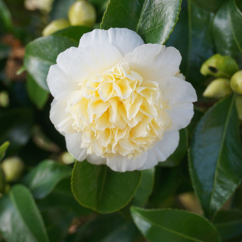 Camellia japonica 'Nobilissima' 9cm, 20-30cm hoch