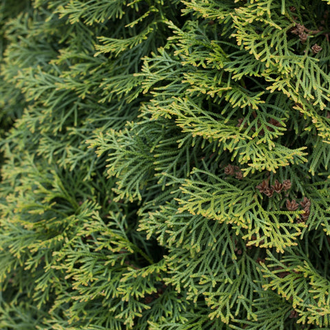Thuja plicata 'Can Can' 9cm