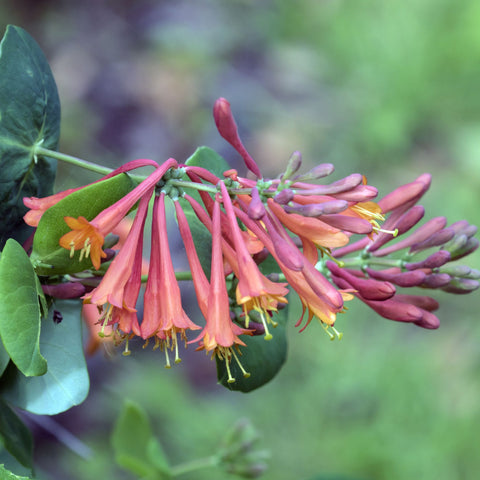 Lonicera 'Dropmore Scarlet' (Honeysuckle) 60-70cm