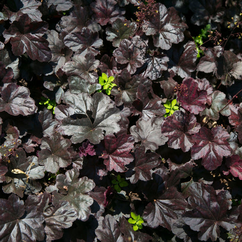 Heuchère 'Black Beauty' 2L