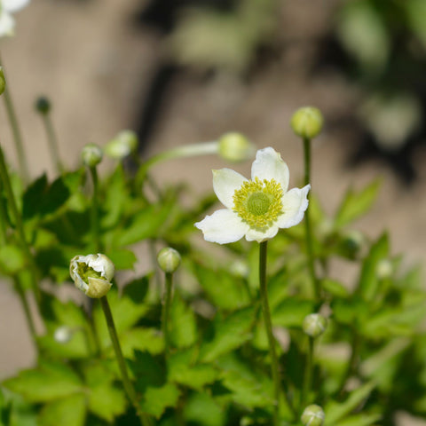 Anemone multifida White 9cm